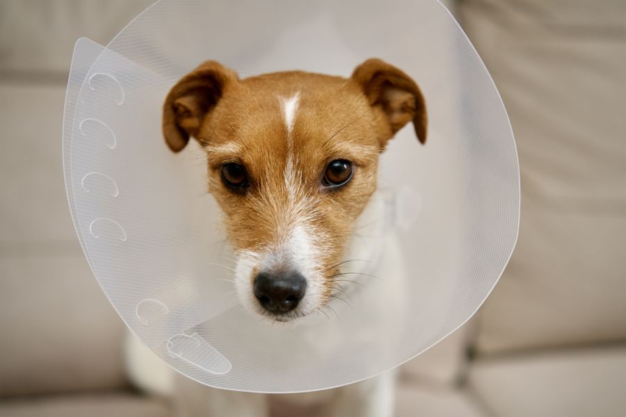 Cão em recuperação pós-cirúrgica usando colar elizabetano
